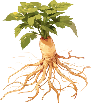 中国风金色插画药材人参中草药元素