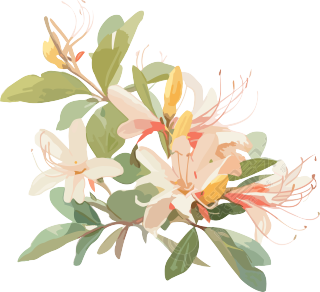 白色淡雅花朵素材
