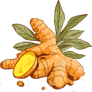 高清透明背景的生姜新叶矢量图