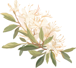 极简主义花朵高清插画设计元素PNG素材