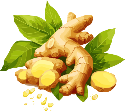 新鲜生姜PNG插画素材