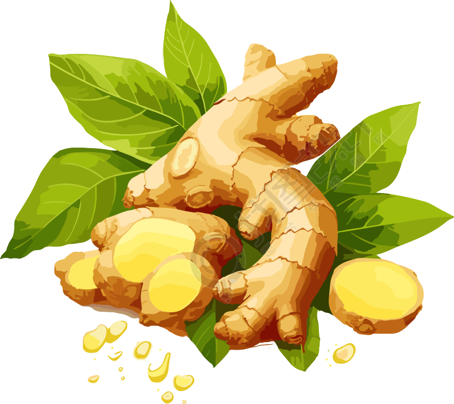 新鲜生姜PNG插画素材