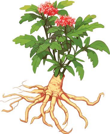 古典风格人参插画设计