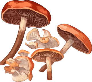 光栗色和浅棕色风格的灰褐革菌插图