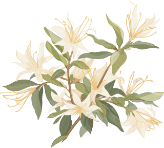 极简清新白花高清插画素材
