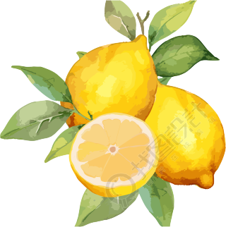 柠檬水彩插画素材