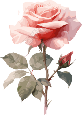 白底插画粉色玫瑰花素材