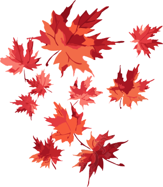 透明背景红枫叶插画素材