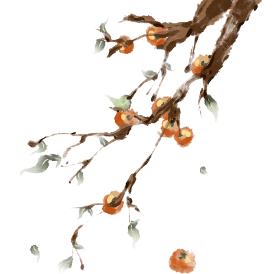 手绘寒露时节挂满枝头的柿子插画