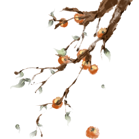 手绘寒露时节挂满枝头的柿子插画