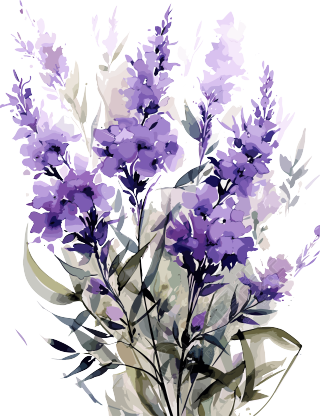 水彩薰衣草装饰画高清PNG图形素材