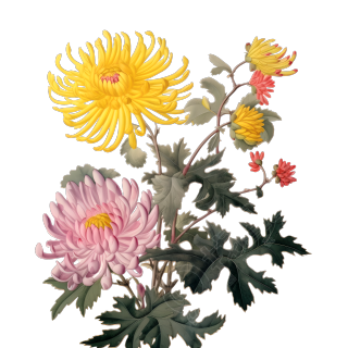 唯美黄色和粉色菊花素材