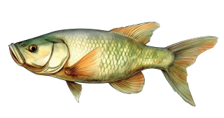 水生生物草鱼插画元素