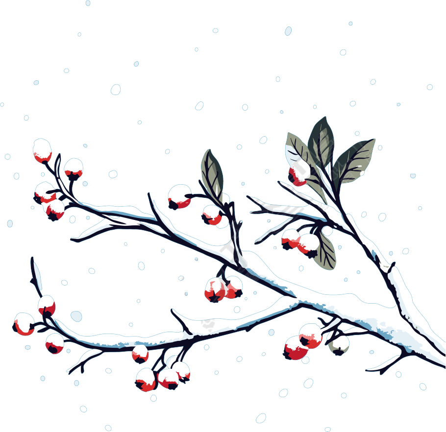 冬季元素雪中红浆果插画