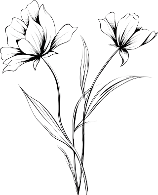 格桑花黑白手绘线稿插图