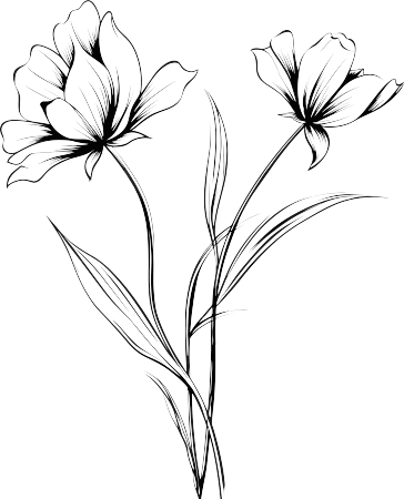 格桑花黑白手绘线稿插图