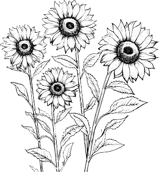 向日葵黑白手绘优雅线描插图