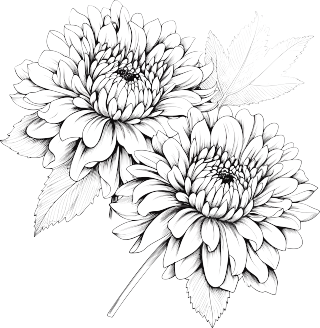 菊花的黑白手绘线条插画