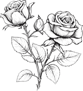 精美玫瑰花黑白手绘线描素材