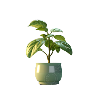 3D植物透明背景插图