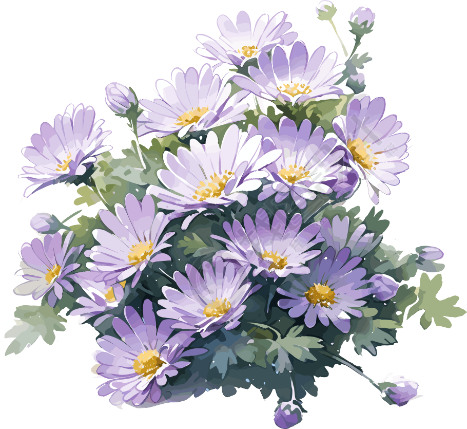 紫色雏菊水彩画