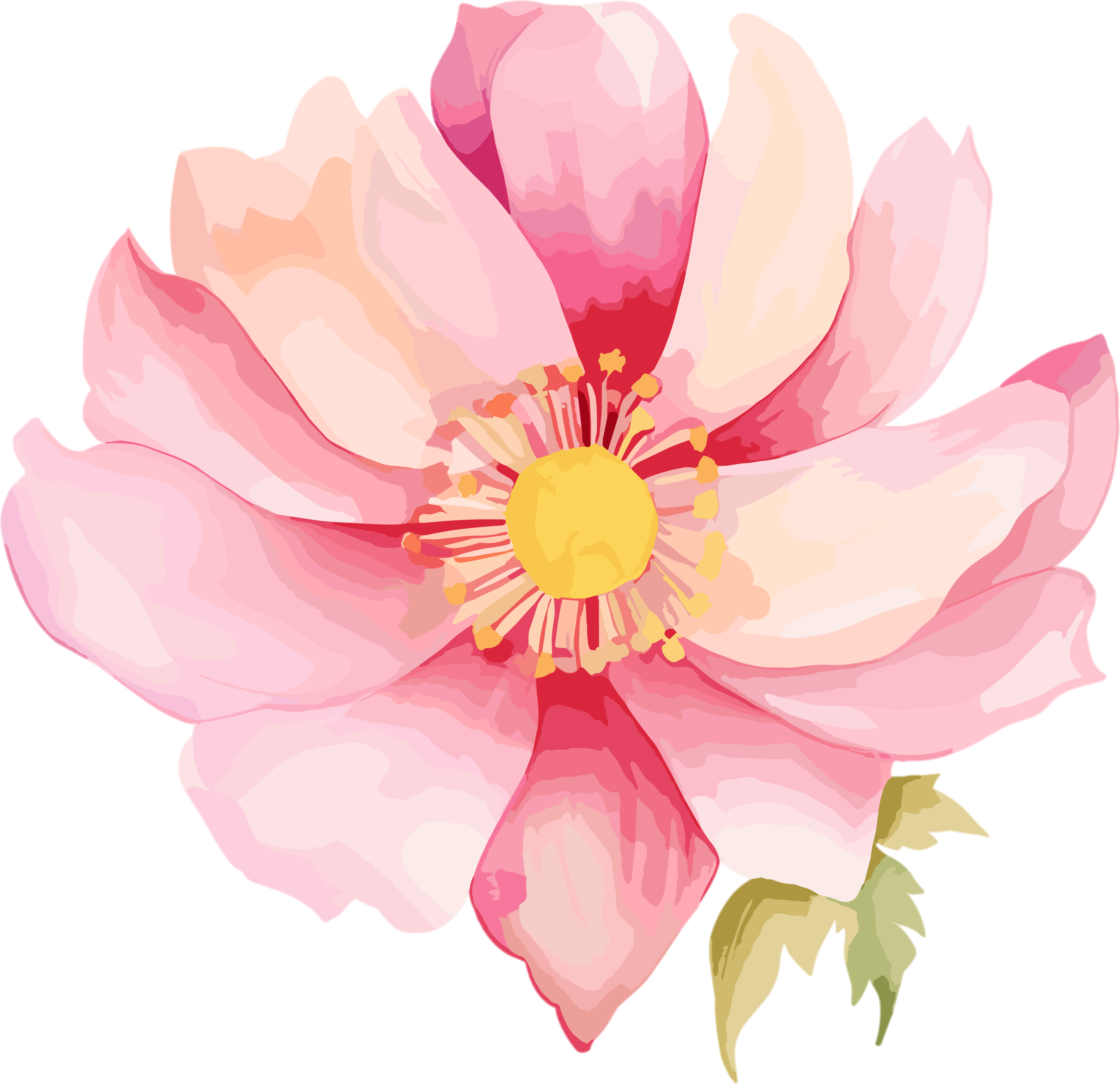 水彩花卉插图PNG素材