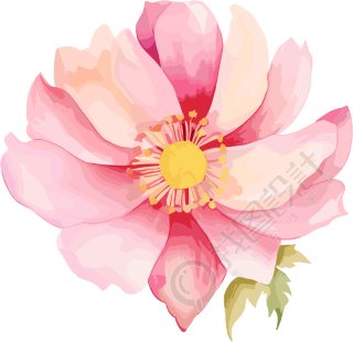 水彩花卉插图PNG素材