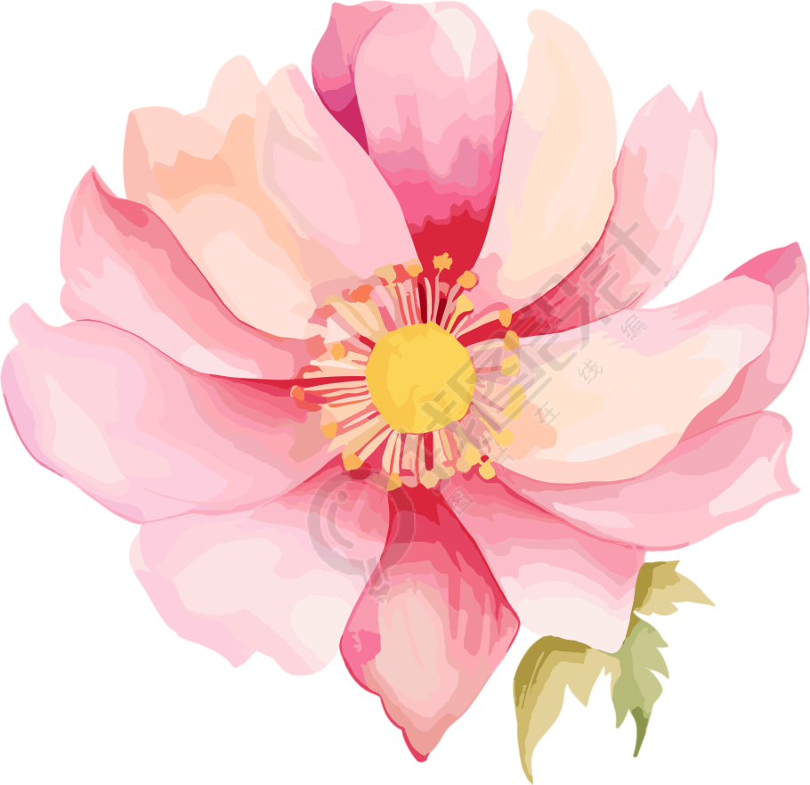 水彩花卉插图PNG素材