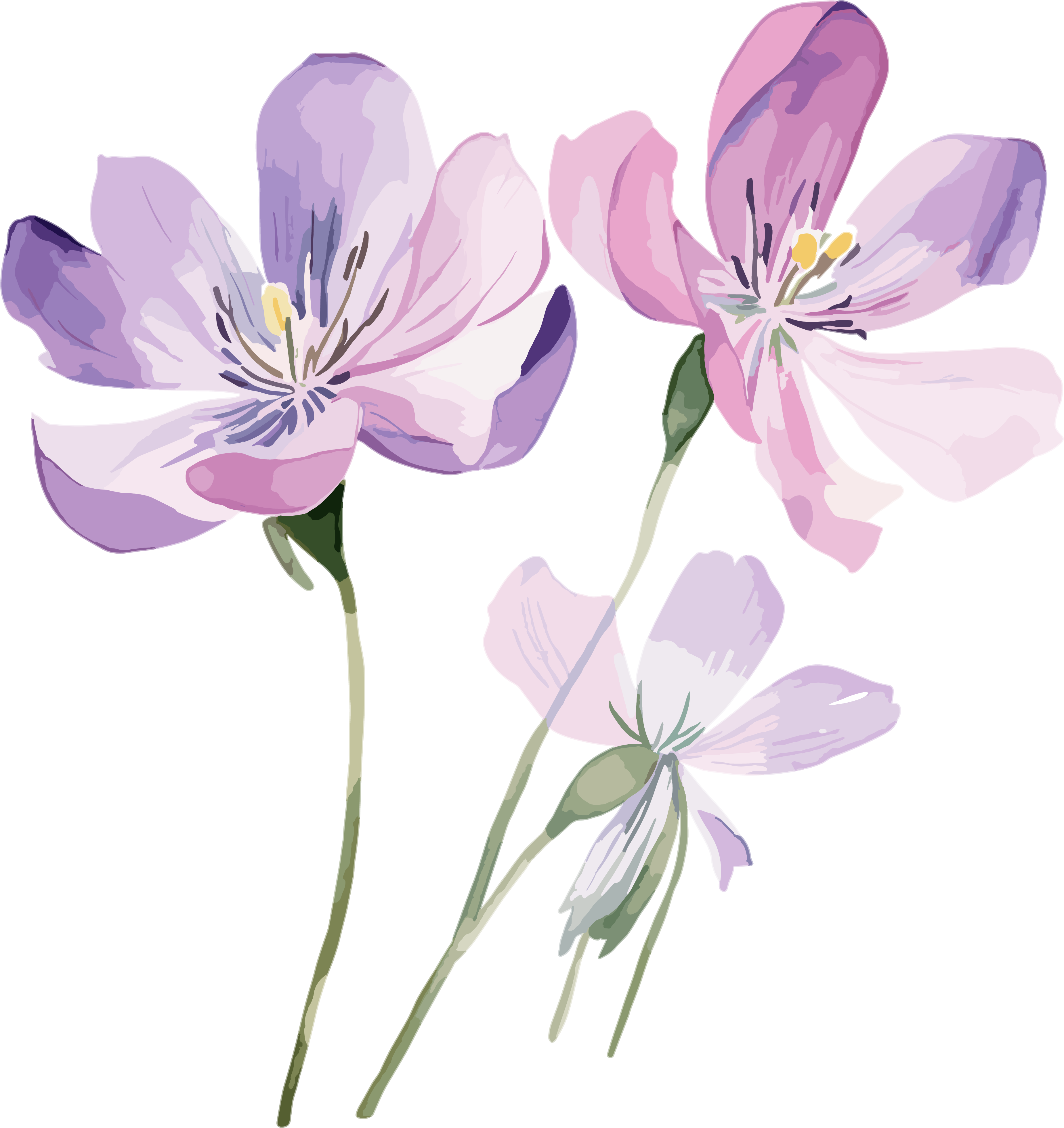 水彩花卉PNG图形素材