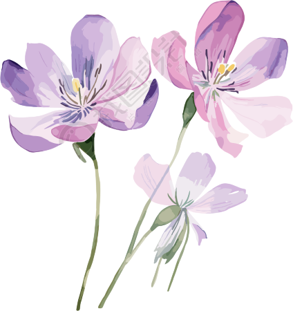 水彩花卉PNG图形素材