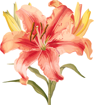 水彩花卉透明背景插画