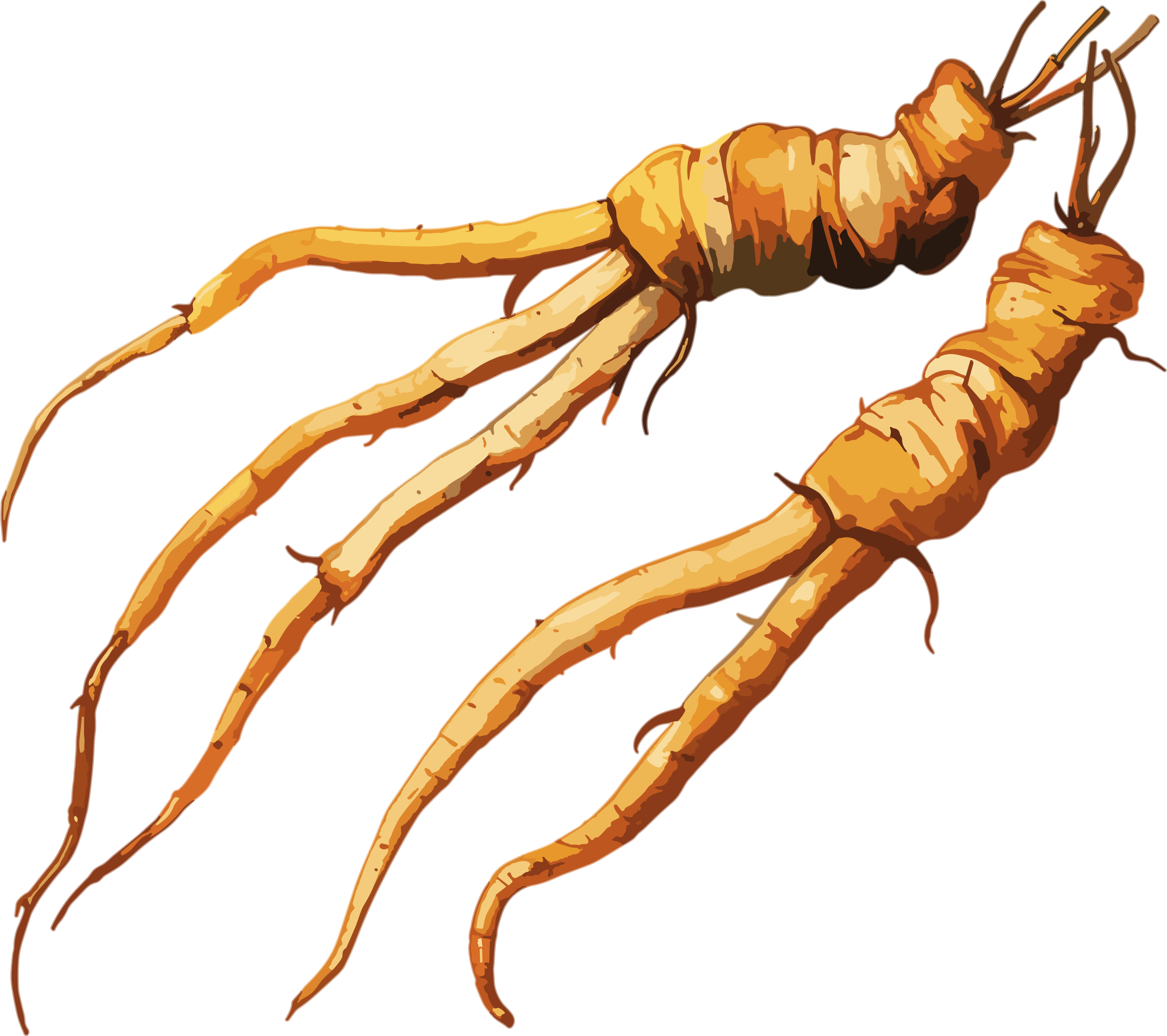 冬虫夏草商用插画