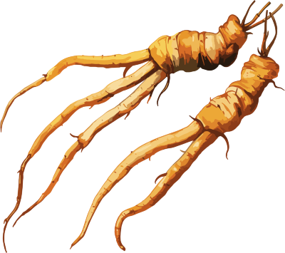 冬虫夏草商用插画