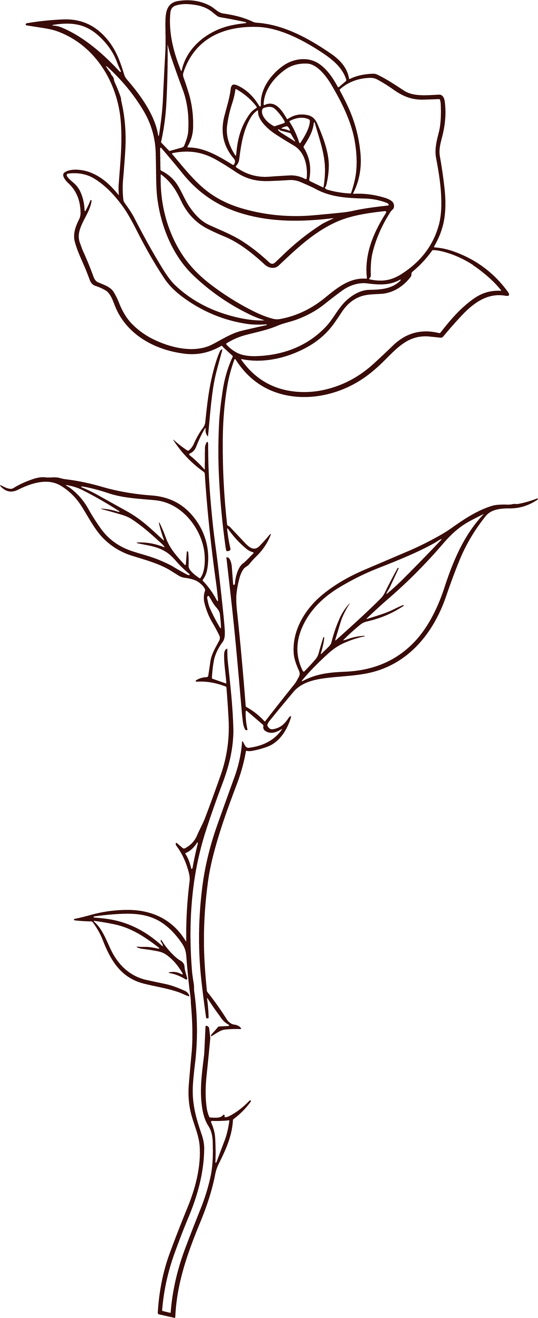 线条玫瑰花插画