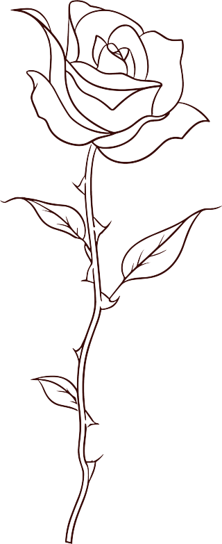 线条玫瑰花插画