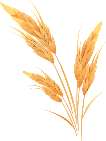 小麦白底平面插画