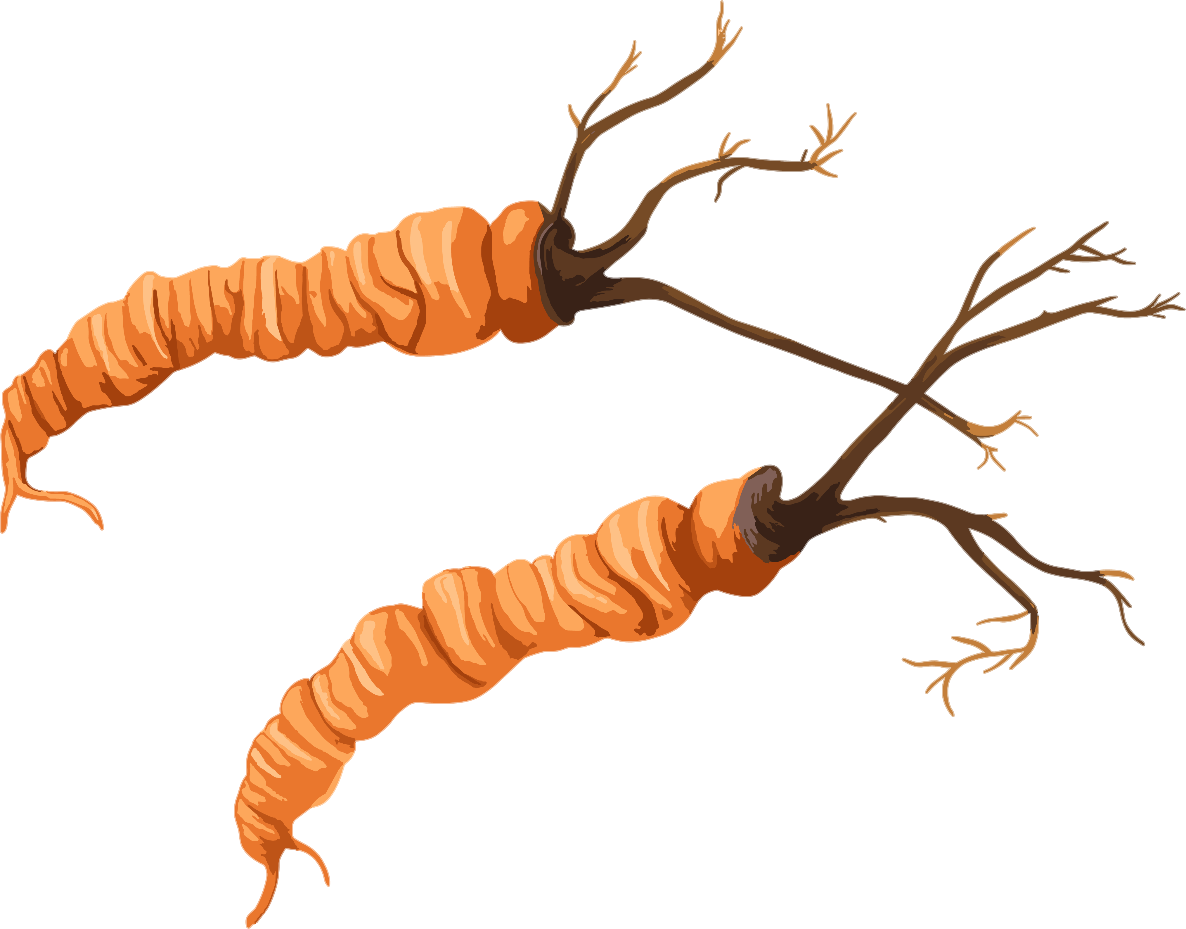 冬虫夏草插图简洁素材