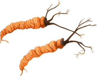冬虫夏草插图简洁素材