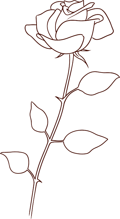 线条玫瑰花可商用插画