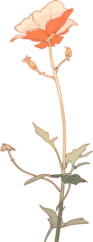 线条花朵创意设计图形素材