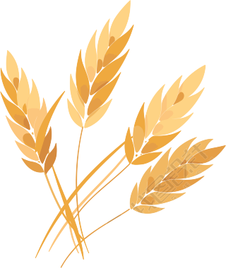 小麦透明背景插画