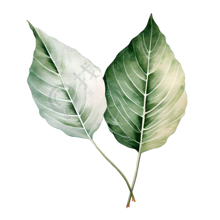 树叶透明背景插图
