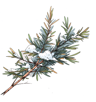 松枝积雪商业设计元素