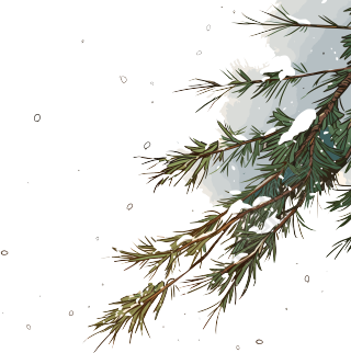 松枝积雪插图