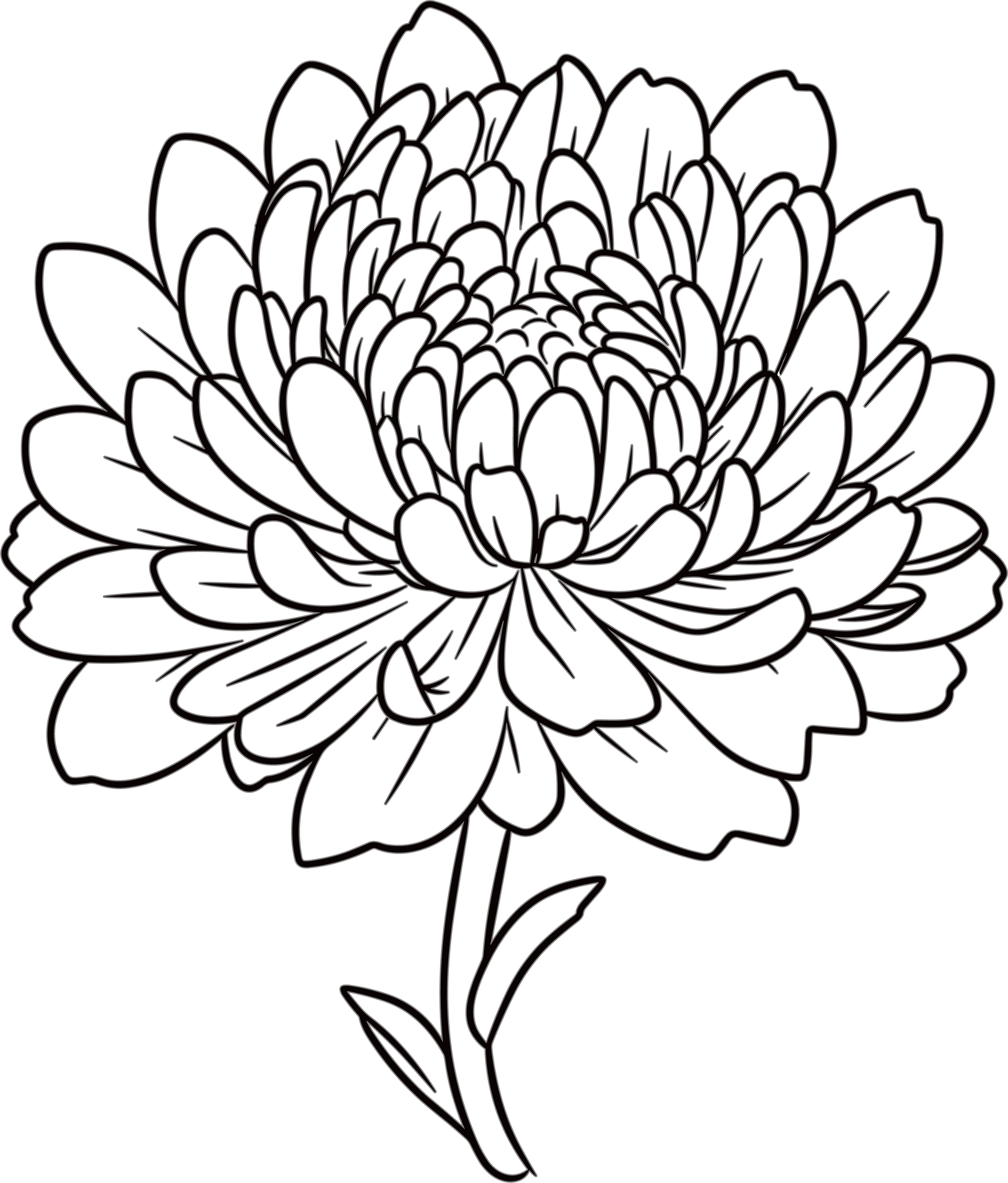 菊花简笔画