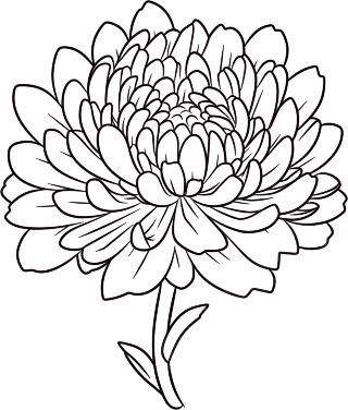 菊花简笔画