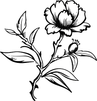 石榴花简笔画