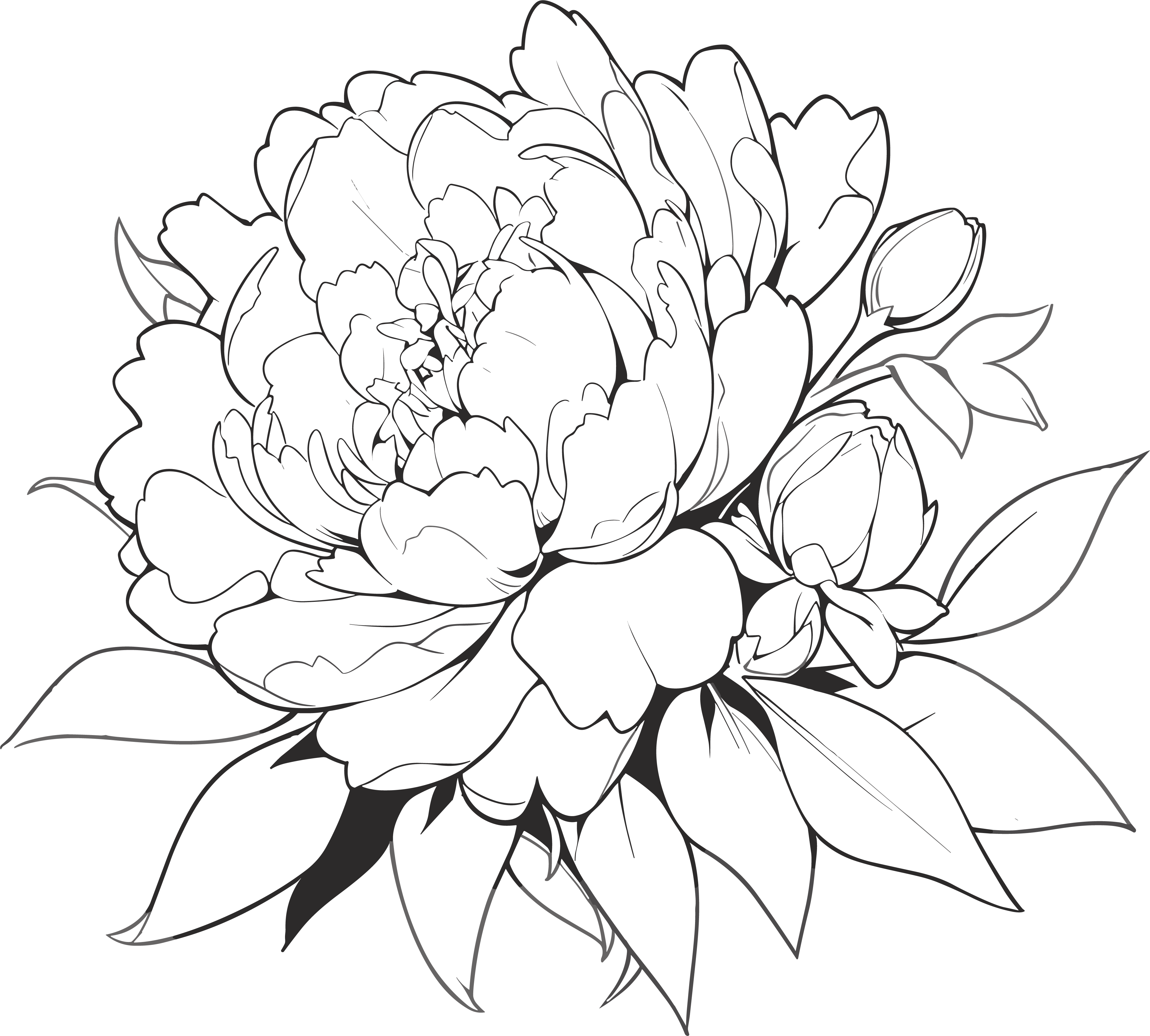 牡丹花简笔画