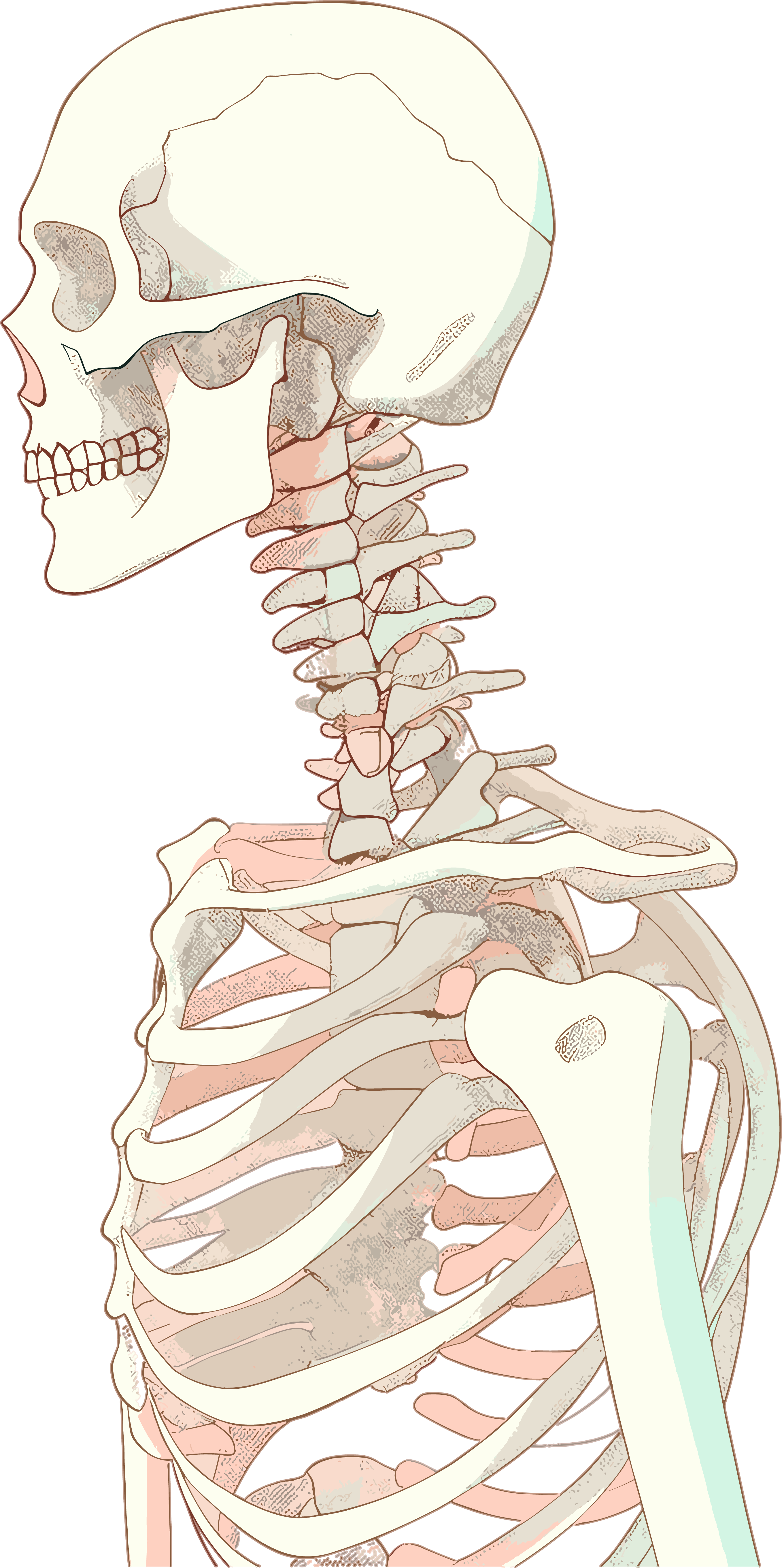 人体骨架手绘插图素材