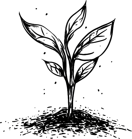 种子透明背景插画